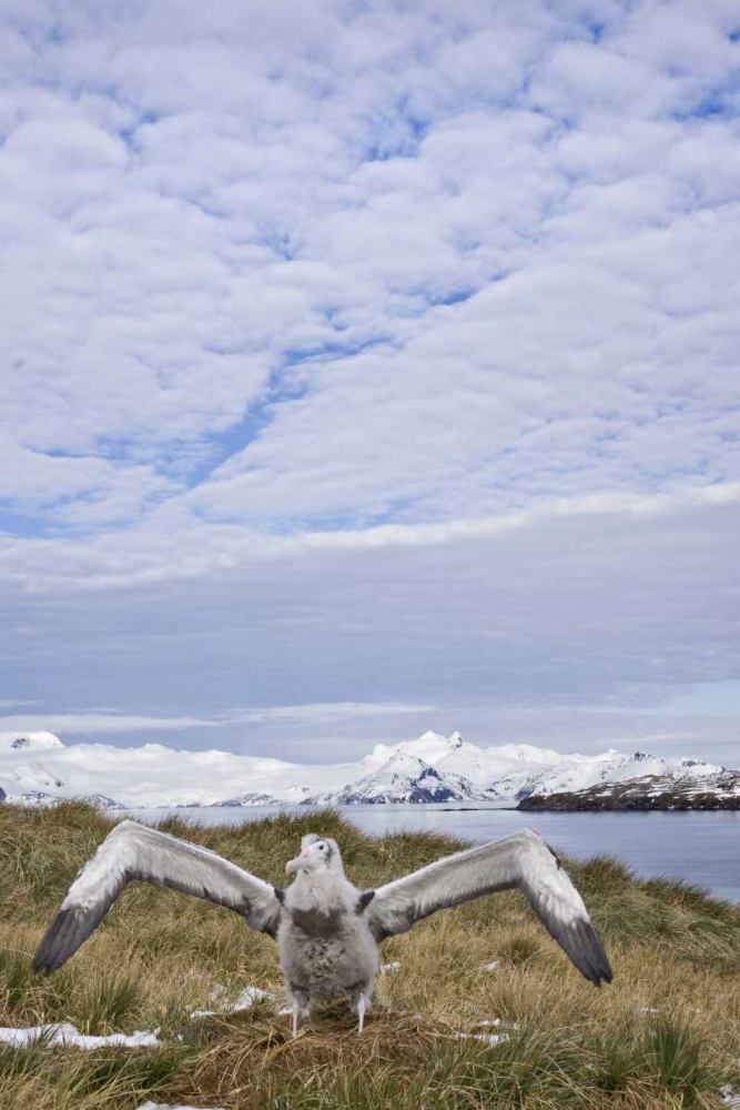 South Georgia Isl Wandering albatross chick
